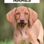 Hungarian vizsla puppy with text overlay best hungarian vizsla names