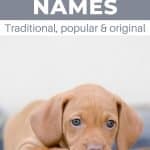 closeup of vizsla puppy with text overlay top vizsla puppy names