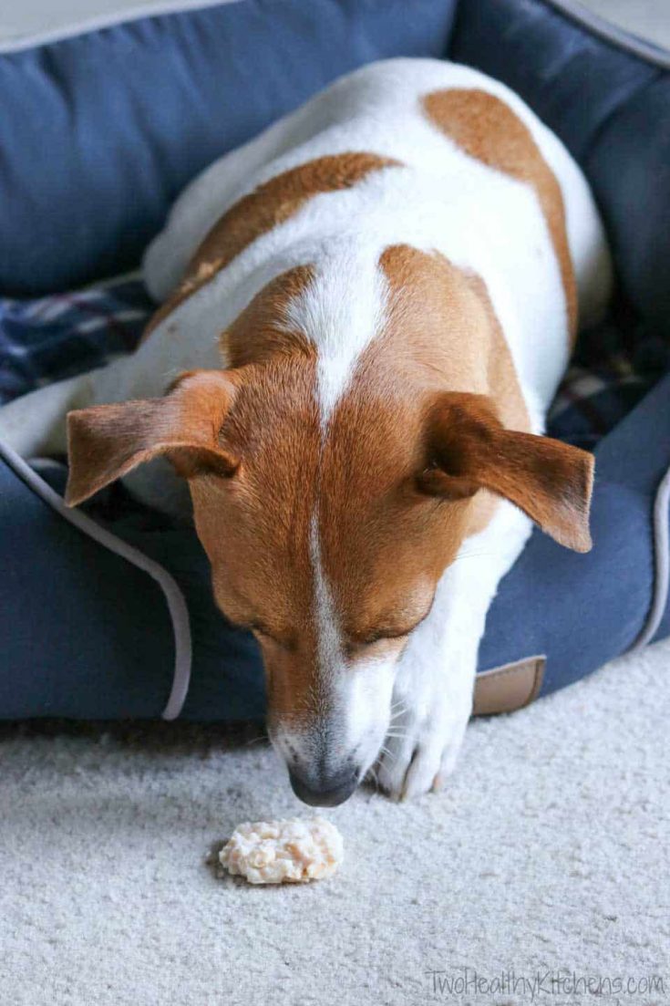 chicken dog treat recipe easy