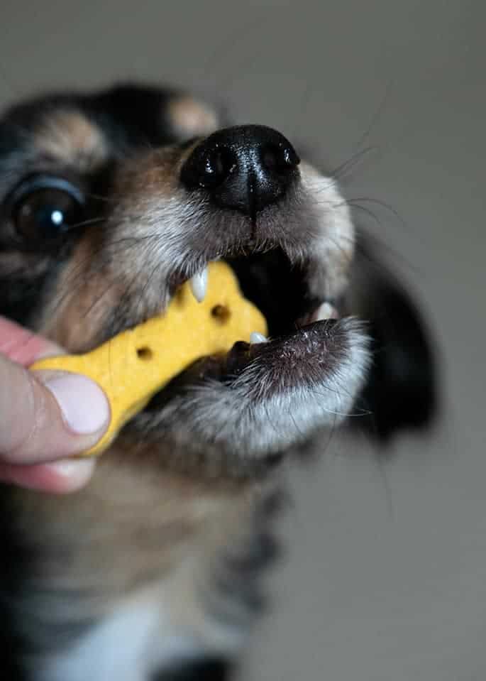 gluten free dog biscuit recipe