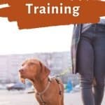 vizsla with text overlay getting started with vizsla puppy training