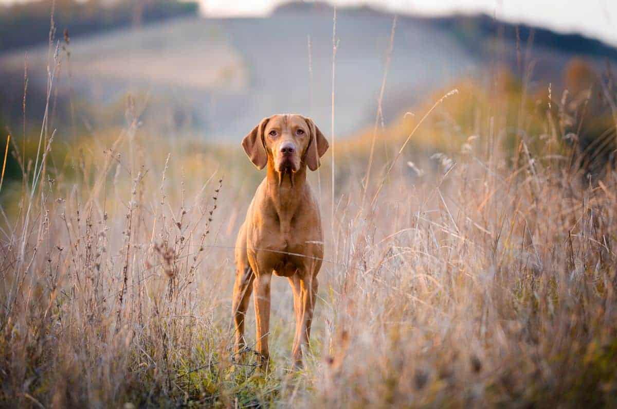 Hungarian vizsla in field