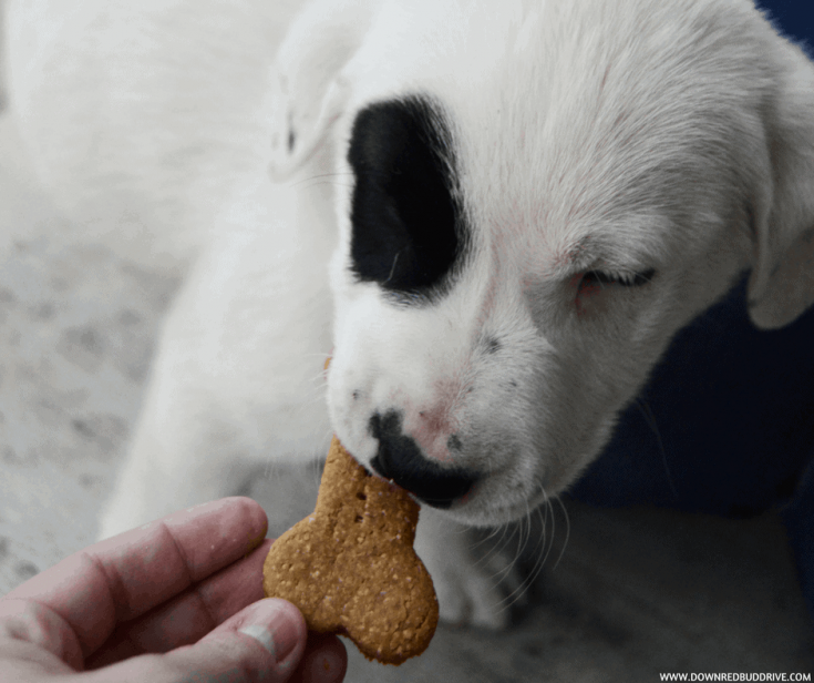 Image for Homemade Dog Treats