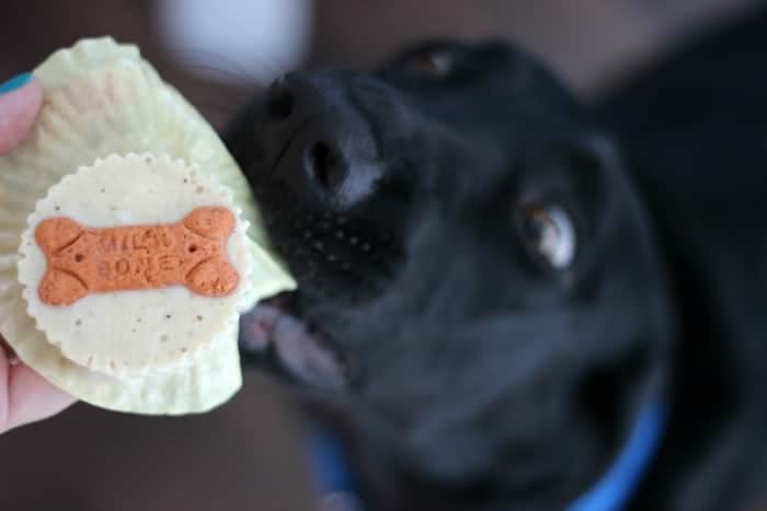 homemade puppy ice cream