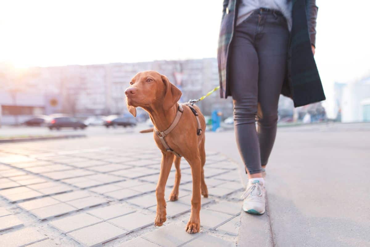 Vizsla on lead