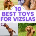 4 images of hungarian vizsla dogs with text 10 best toys for vizslas.