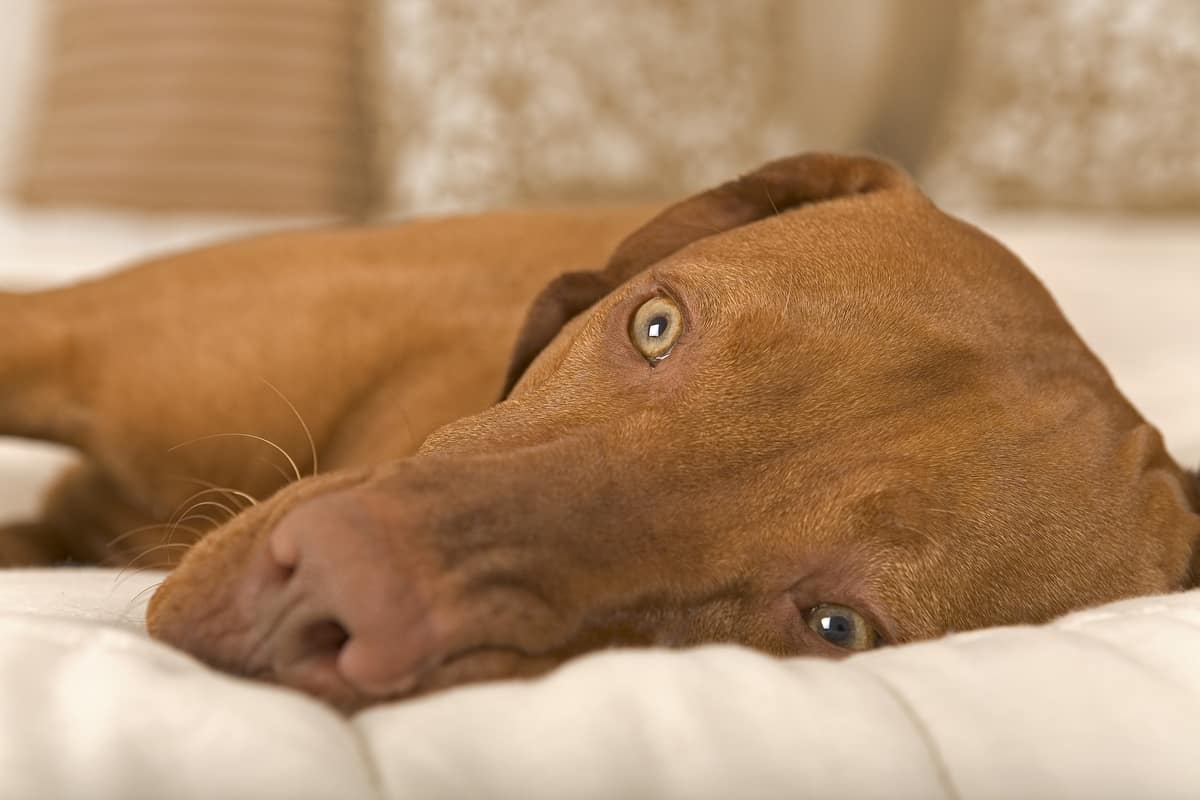 vizsla laying on bed with open eyes.