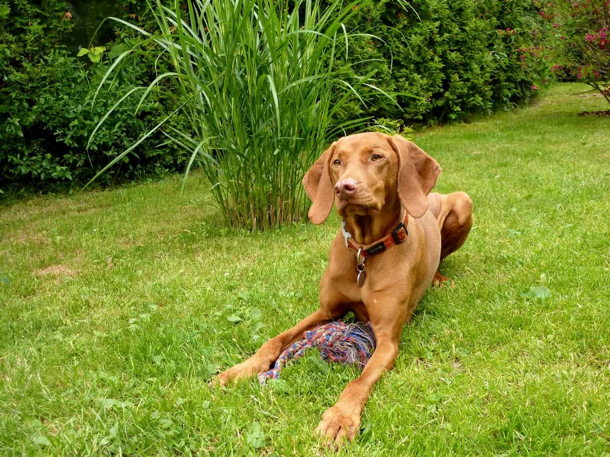 Vizsla dog with tug of war rope toy on grass.