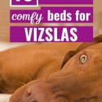 closeup of vizsla dog with text 10 awesome comfy beds for vizslas.