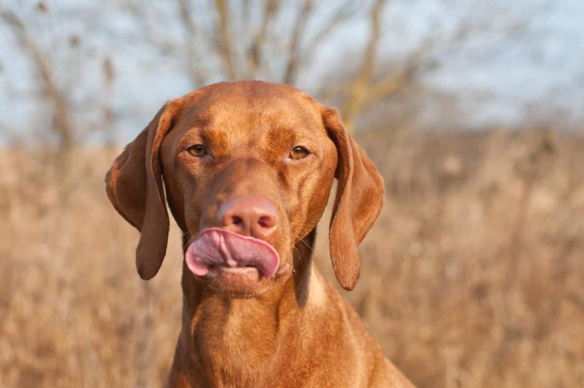 A female Hungarian Vizsla dog licks her lips while standing in a field.