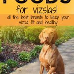 Vizsla sitting next to bowl of kibble with text 10 of the best dry dog foods for vizslas.