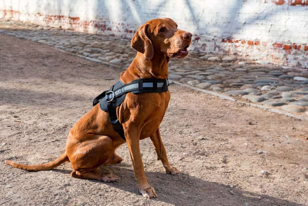 Hungarian Vizsla dog with black harness sitting on ground.