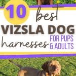 vizsla dogs in harnesses with text 10 best vizsla dog harnesses.