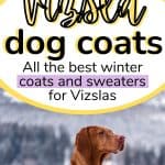 Two images of vizsla dogs in winter coats with text vizsla dog coats.