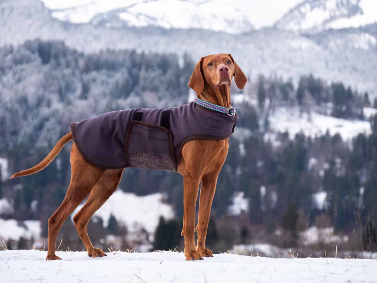 Hungarian vizsla in snowy mountains in a dog coat for vizsla dog breeds