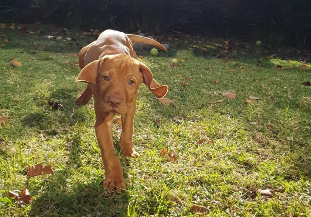 hungarian vizsla puppy in garden.