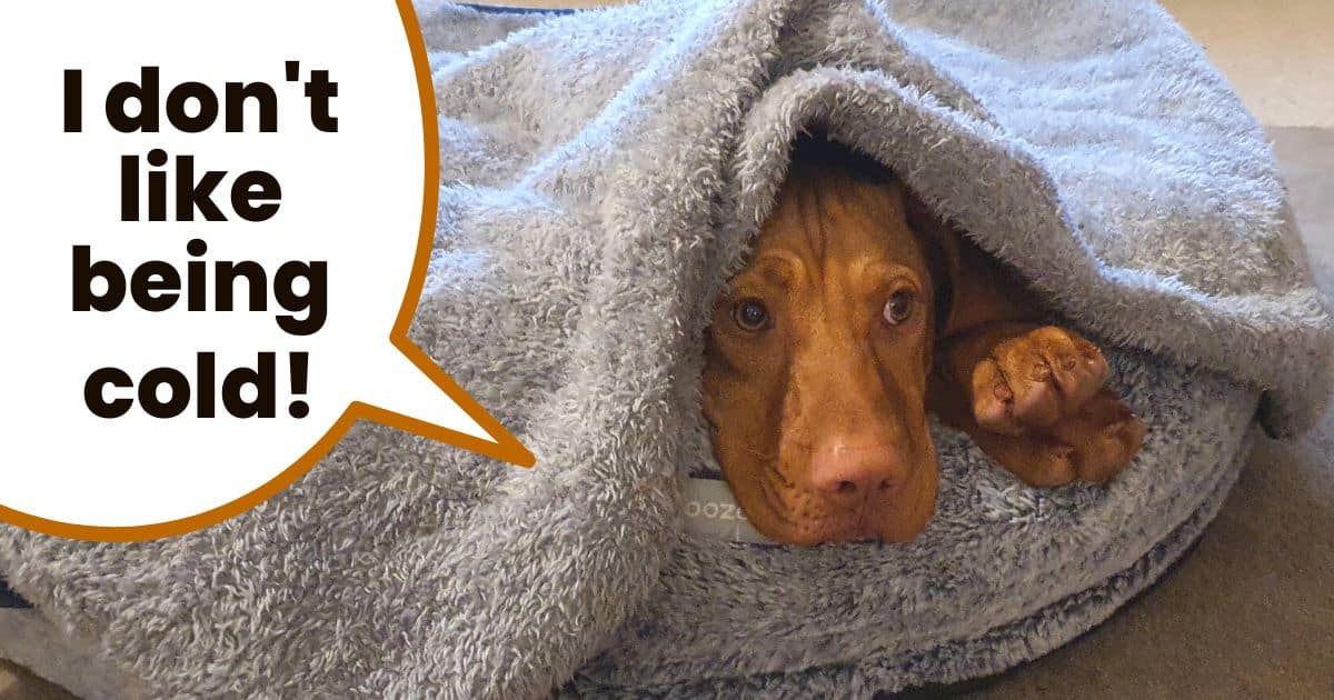 Cold hungarian vizsla laying in dog bed covered with blanket and head poking out.