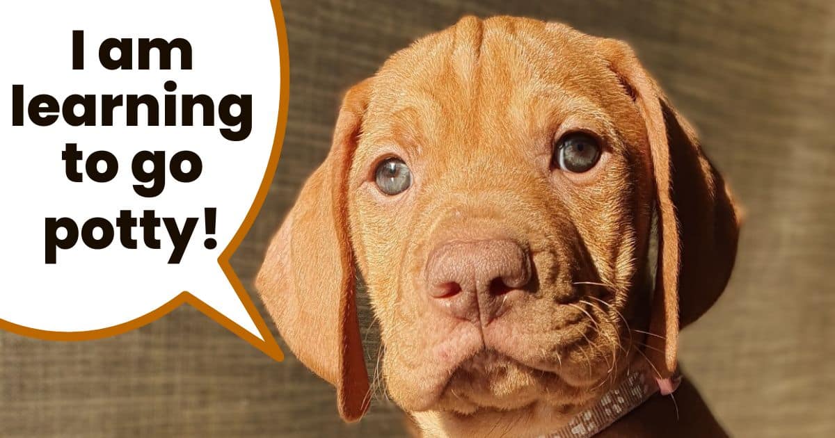 Vizsla puppy face with text I am learning to go potty.