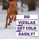 Hungarian pointer dog running through snow chasing a purple disc.