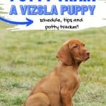 Hungarian vizsla puppy outside with text overlay how to potty train a vizsla puppy.