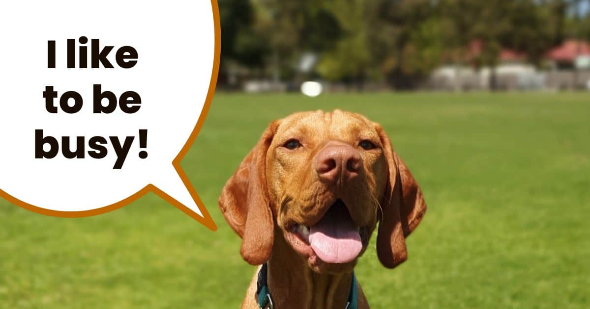 Hungarian vizsla dog looking at camera with thought bubble I like to be busy.