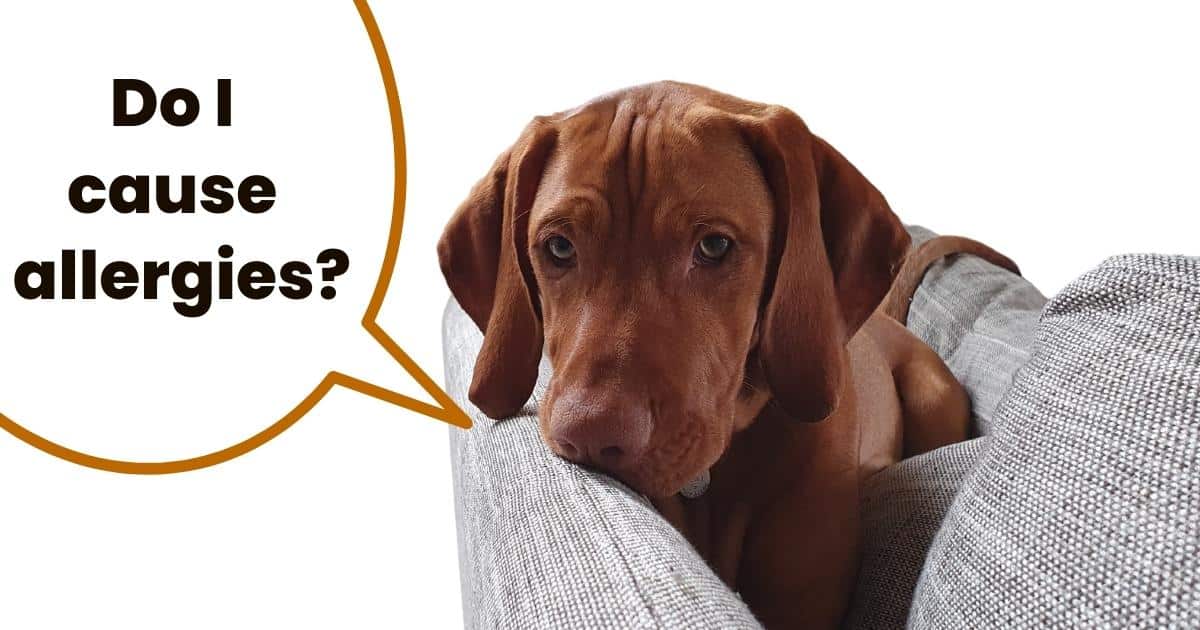 Hungarian vizsla dog on couch with text overlay do I cause allergies.