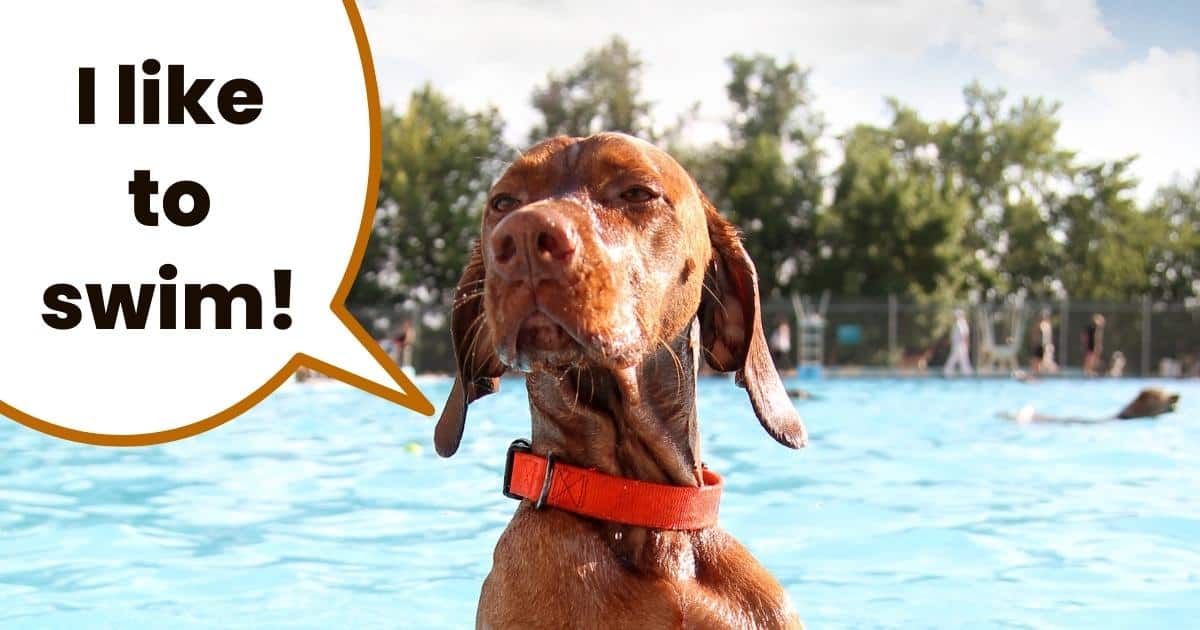 Vizsla dog with orange collar in dog swimming pool with text overlay I like to swim.