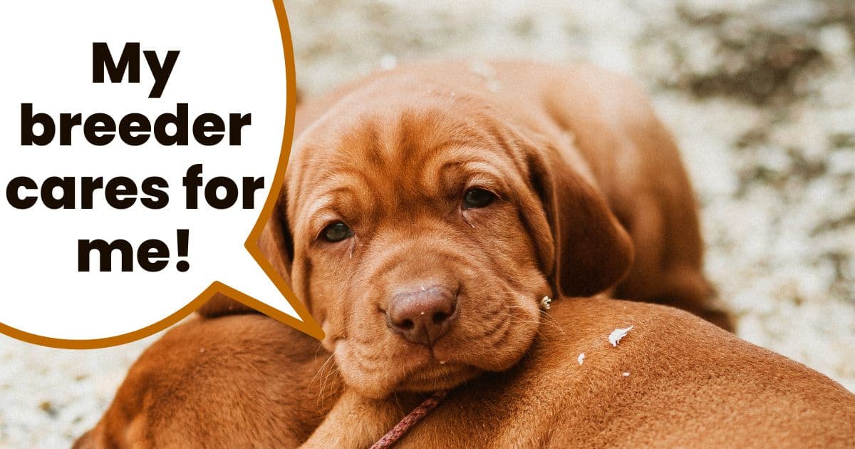 vizsla puppies curled up next to each other with text overlay "my breeder cares for me".