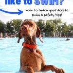 Hungarian vizsla in dog swimming pool with text do vizslas like to swim.