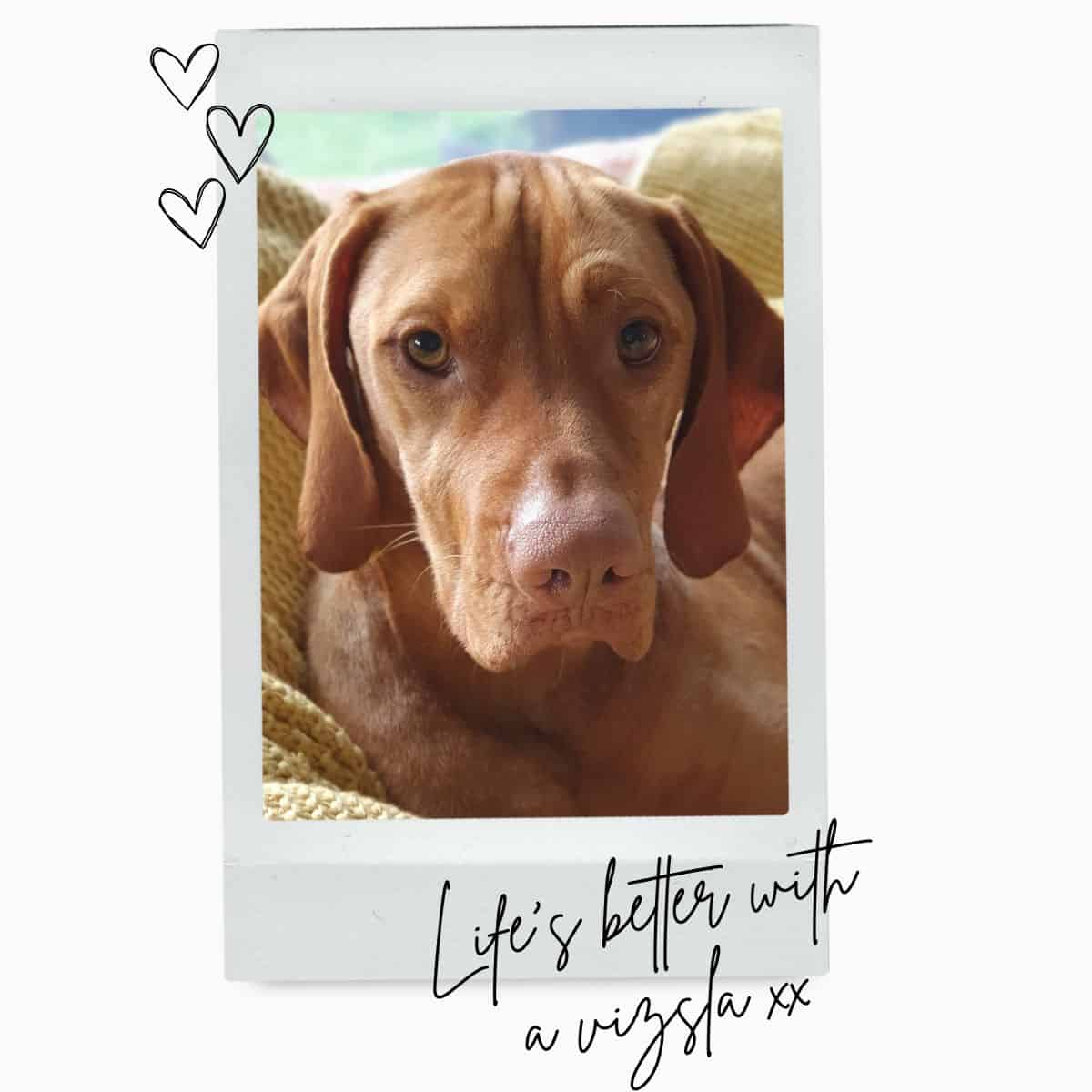 Hungarian Vizsla Dog Closeup Of Head And Face with text Life's better with a vizsla.