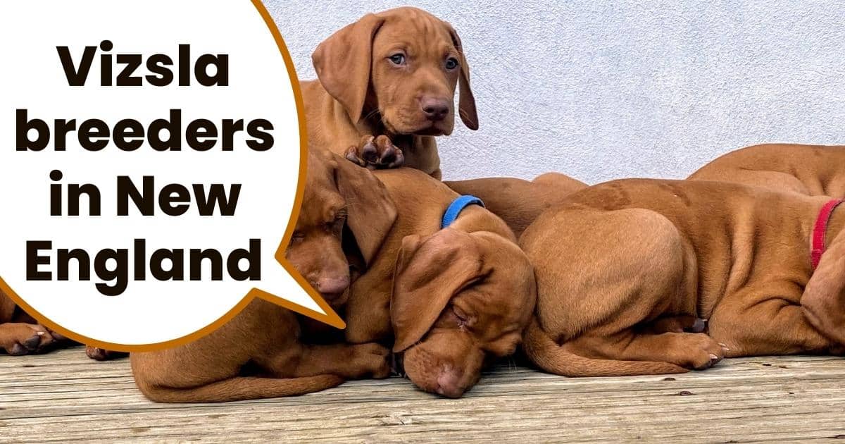 many vizsla puppies sleeping on wooden bench with one awake and text overlay vizsla breeders in new england.
