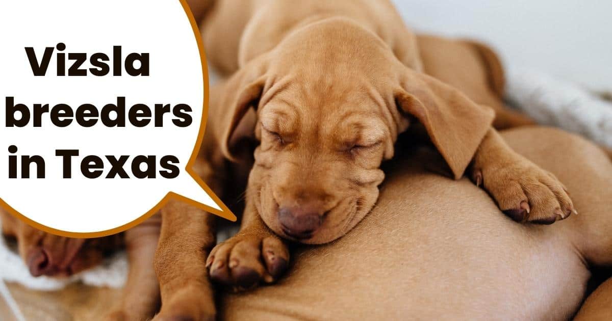 Vizsla puppies sleeping on top of each other with text overlay vizsla breeders in Texas.
