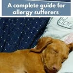 Vizsla dog sleeping on couch with text overlay are vizsla dogs hypoallergenic.