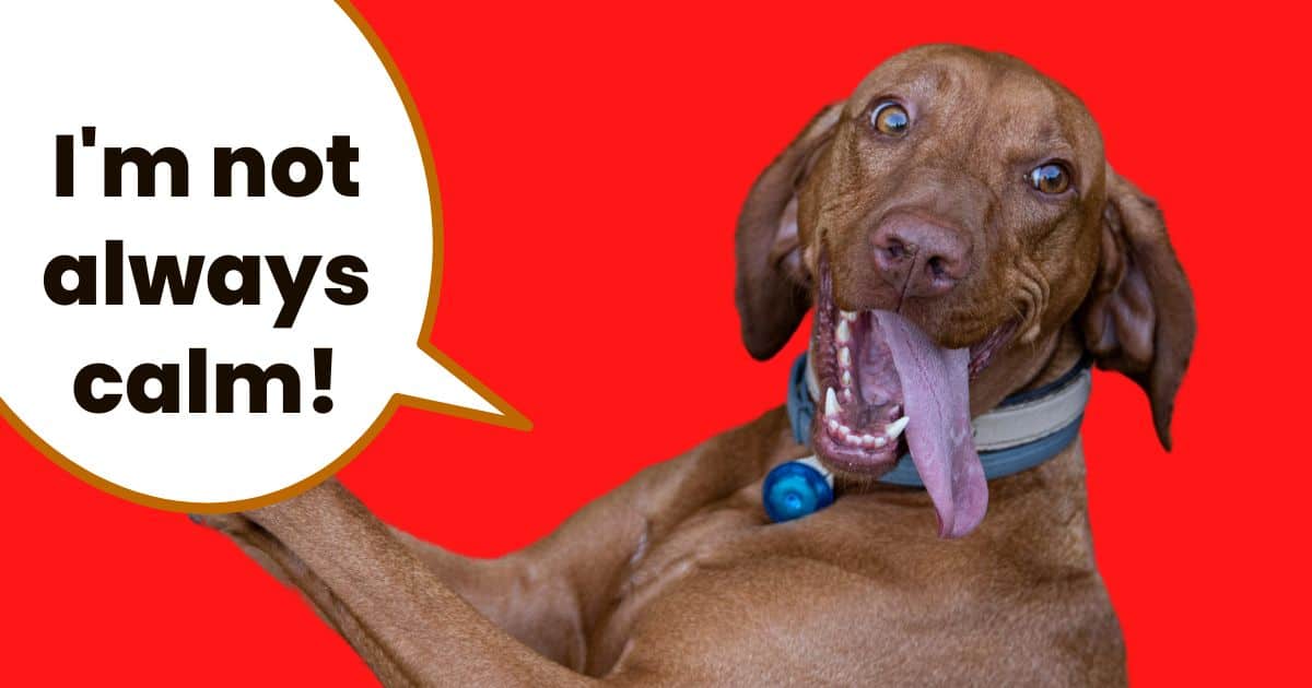 Hungarian vizsla head shot with crazy face and text overlay I'm not always calm.