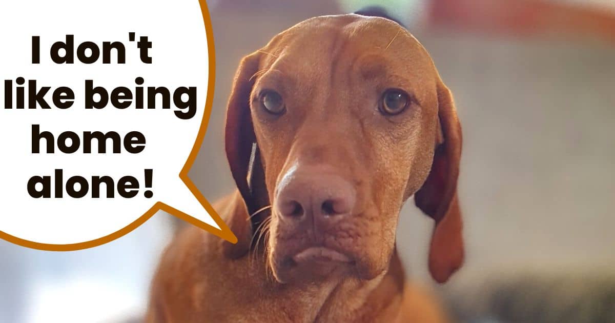 Face of Hungarian vizsla dog with text overlay "I don't like being home alone".