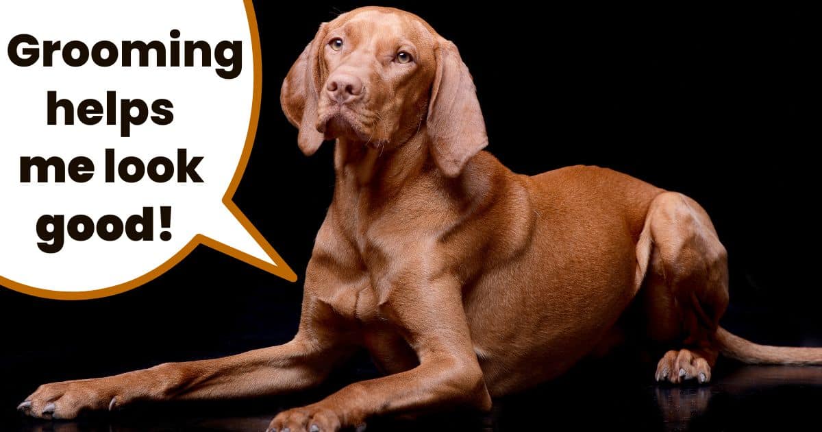 Hungarian vizsla dog with shiny and glossy coat sitting down with black background.