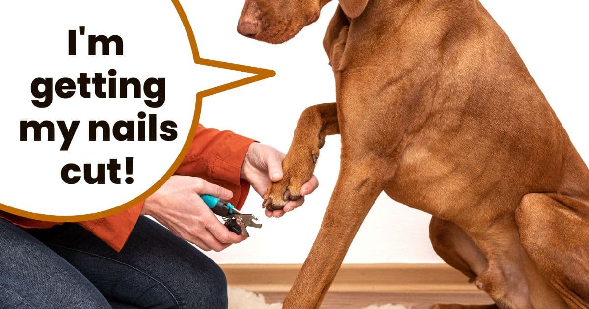 Hungarian vizsla sitting with paw being held by person holding dog nail scissors.