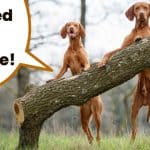 Two Hungarian Vizslas standing up on hind legs against fallen tree trunk with text overlay "I need daily exercise".