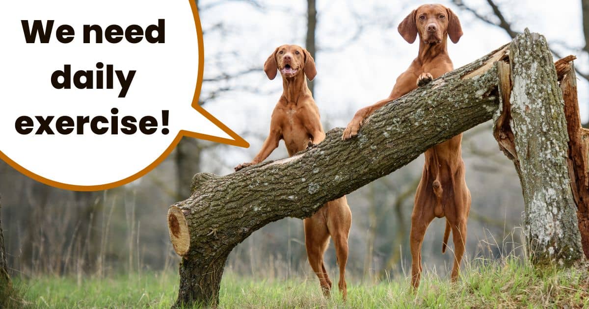 Two Hungarian Vizslas standing up on hind legs against fallen tree trunk with text overlay "I need daily exercise".