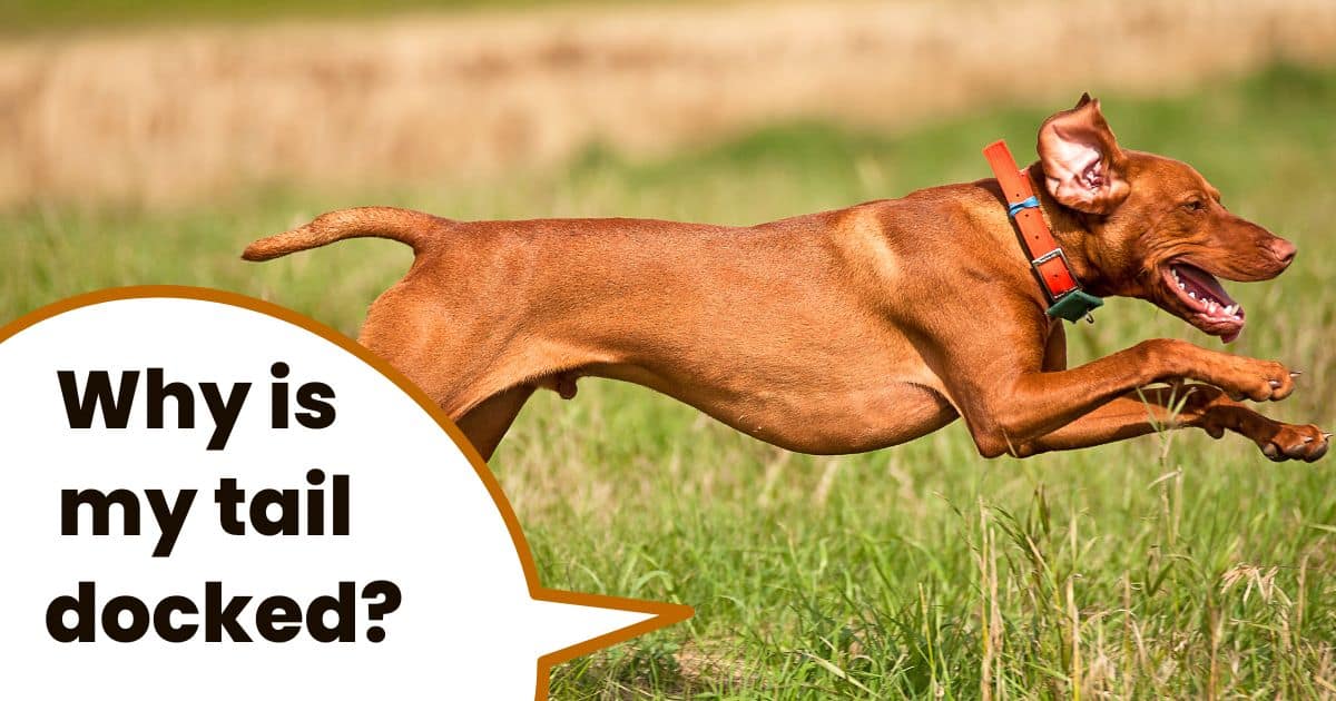 Hungarian pointer with docked tail running mid air.