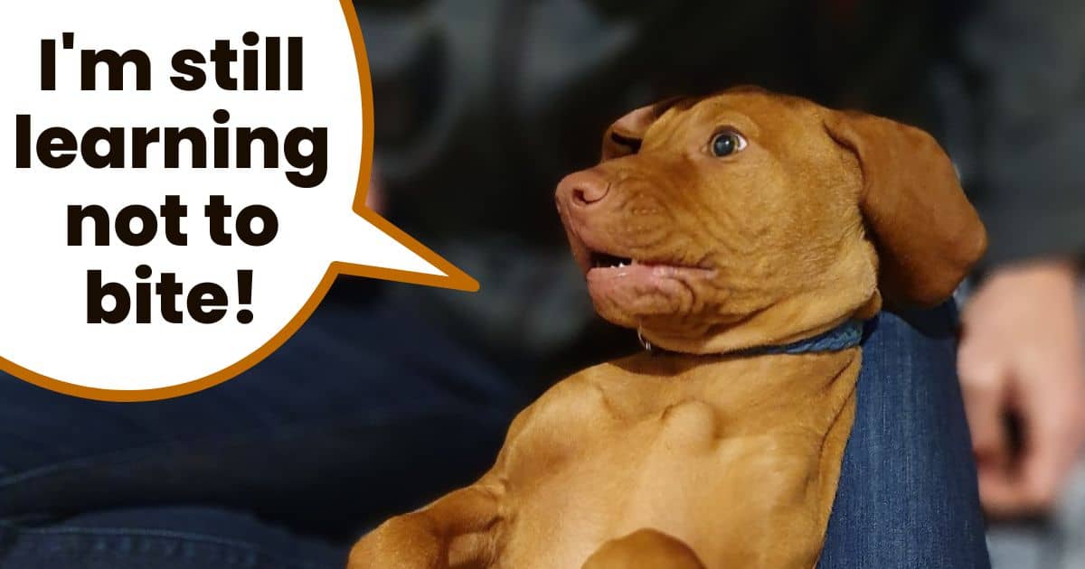 Young vizsla puppy laying on back with text overlay "I'm still learning not to bite".