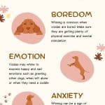 Infographic on why vizslas whine a lot.