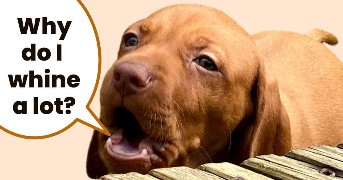 Vizsla puppy whining with text overlay "why do I whine a lot".
