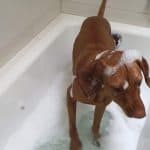Shorthaired vizsla in bath having a wash.