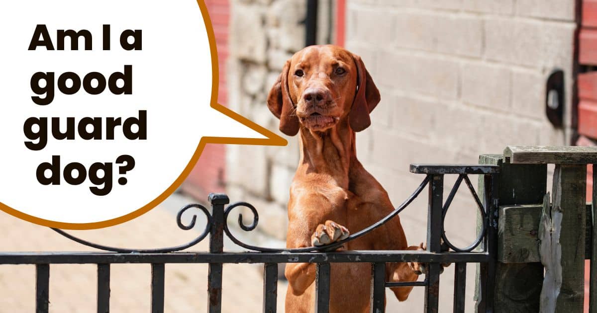 adult vizsla dog standing on hind legs at black gate with text overlay "am I a good guard dog".
