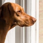 vizsla sitting at window looking out on alert.