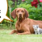 Adult Hungarian vizsla dog sitting on grass next to grey and white kitten.