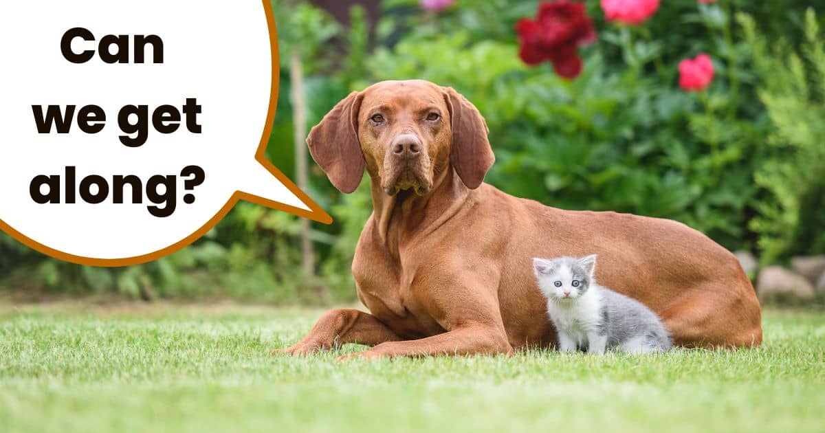 Adult Hungarian vizsla dog sitting on grass next to grey and white kitten.