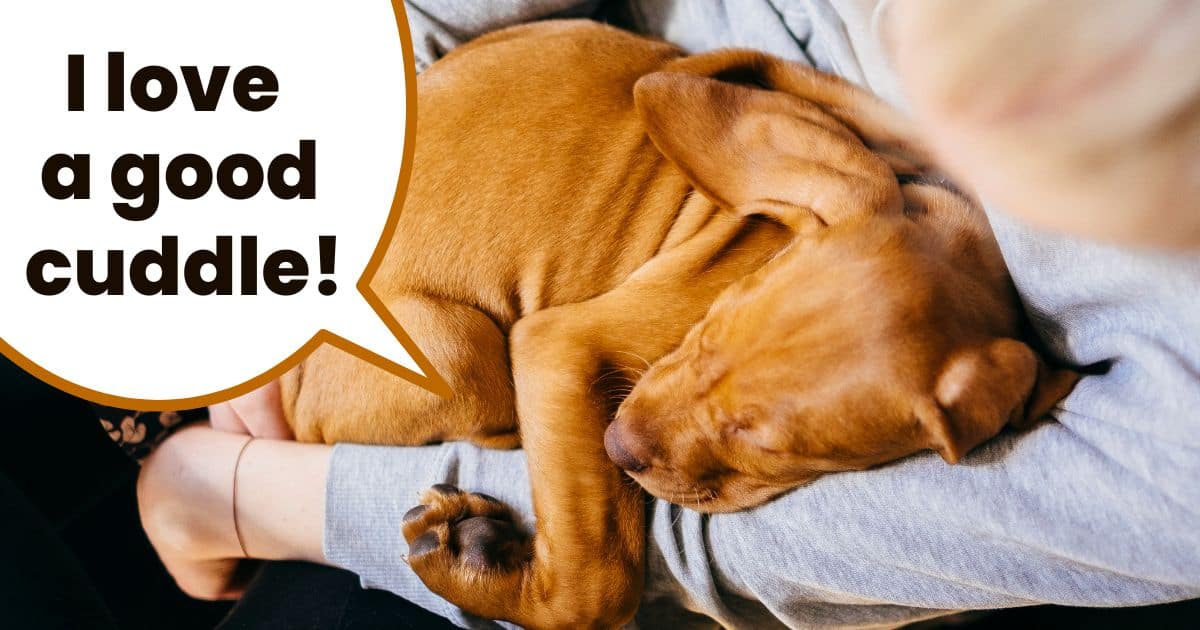 Hungarian vizsla puppy curled up on lap of woman cuddling.