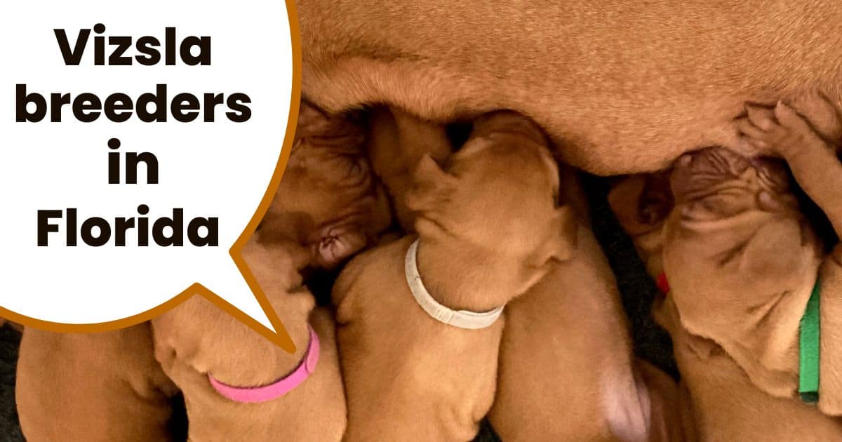 Young vizsla puppies feeding from mom with text overlay "vizsla breeders in Florida".
